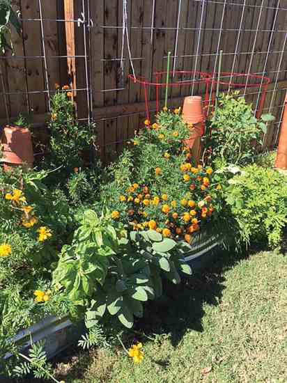 Try these water-trough raised beds in your own backyard for a beautiful, easy-to-make garden.